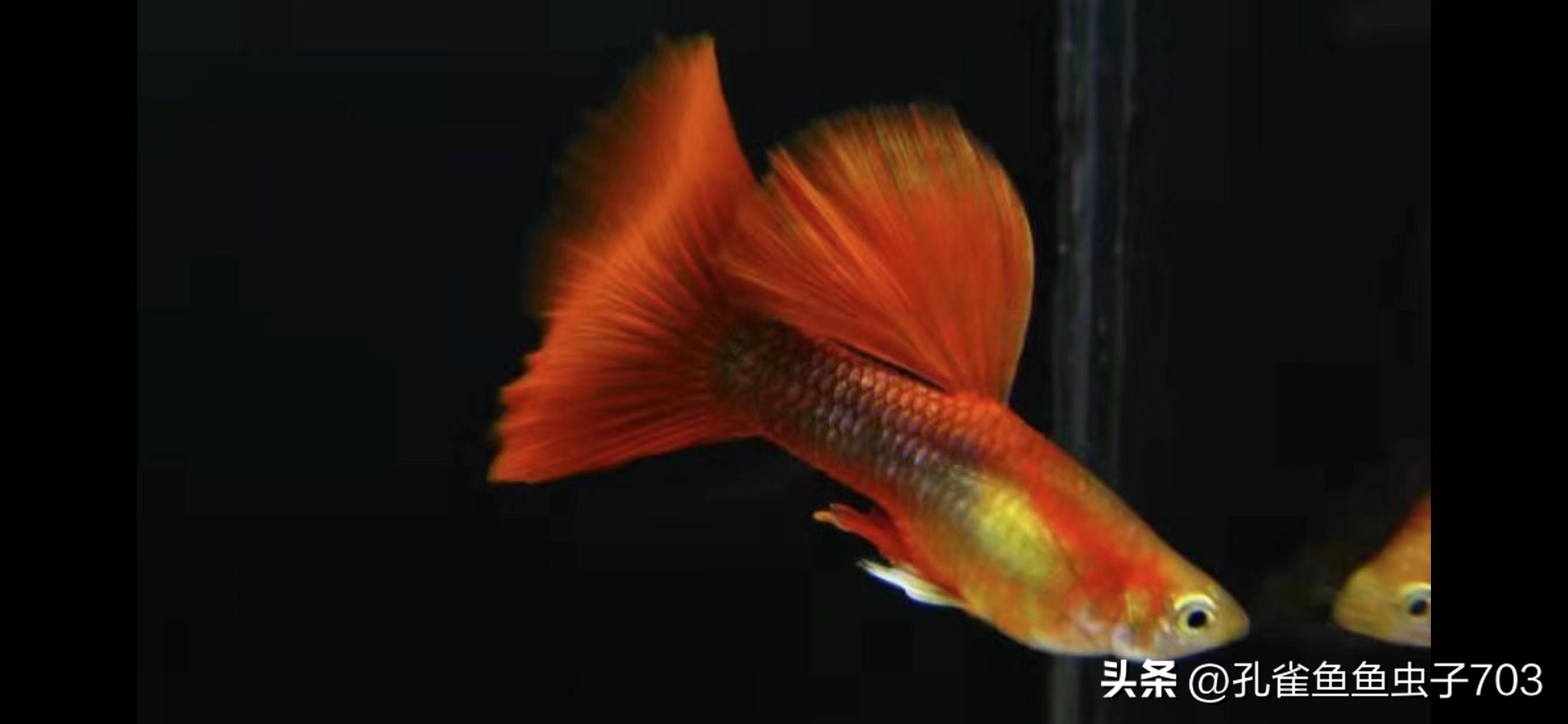 孔雀鱼亚成鱼公母区分_孔雀鱼胎斑异常的诊断_孔雀鱼2月龄公母识别