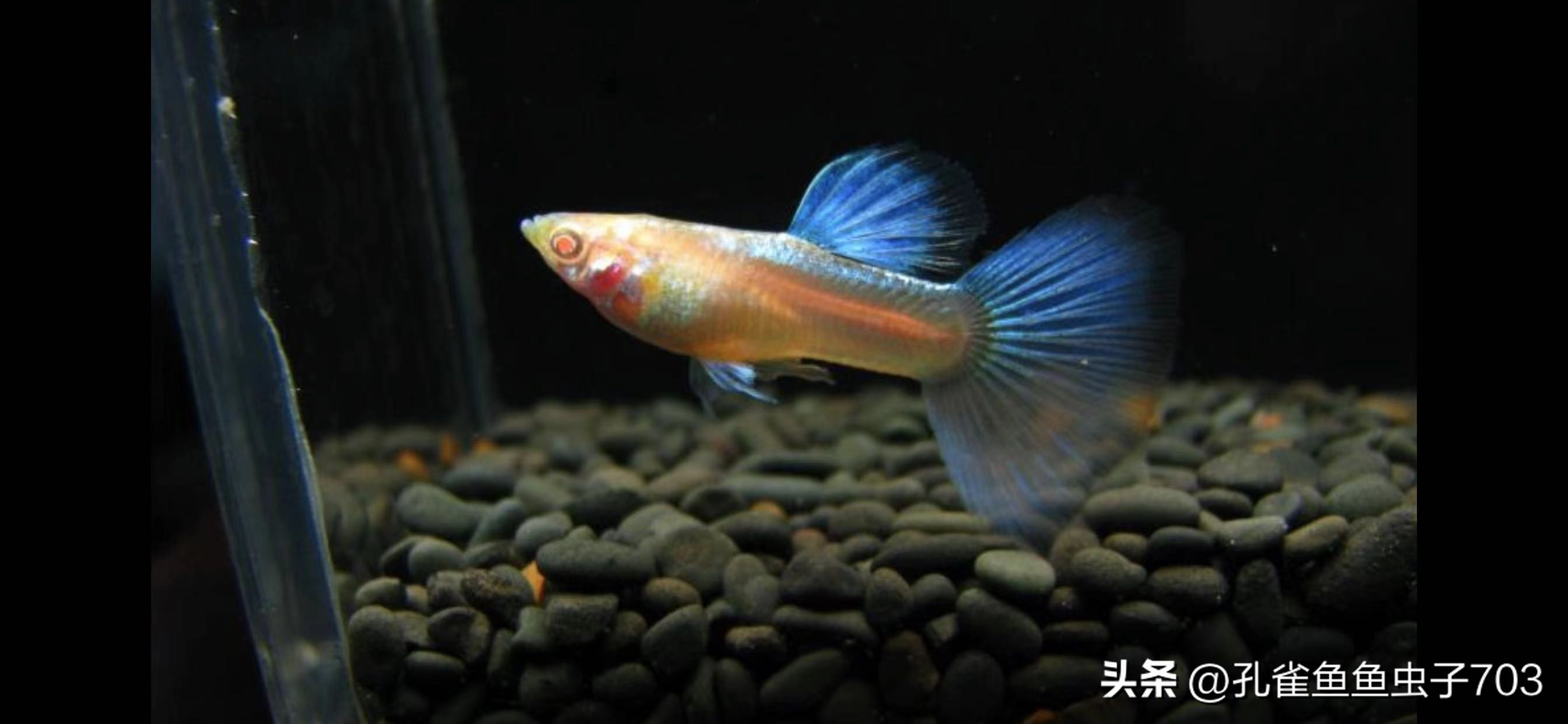 孔雀鱼胎斑异常的诊断_孔雀鱼亚成鱼公母区分_孔雀鱼2月龄公母识别