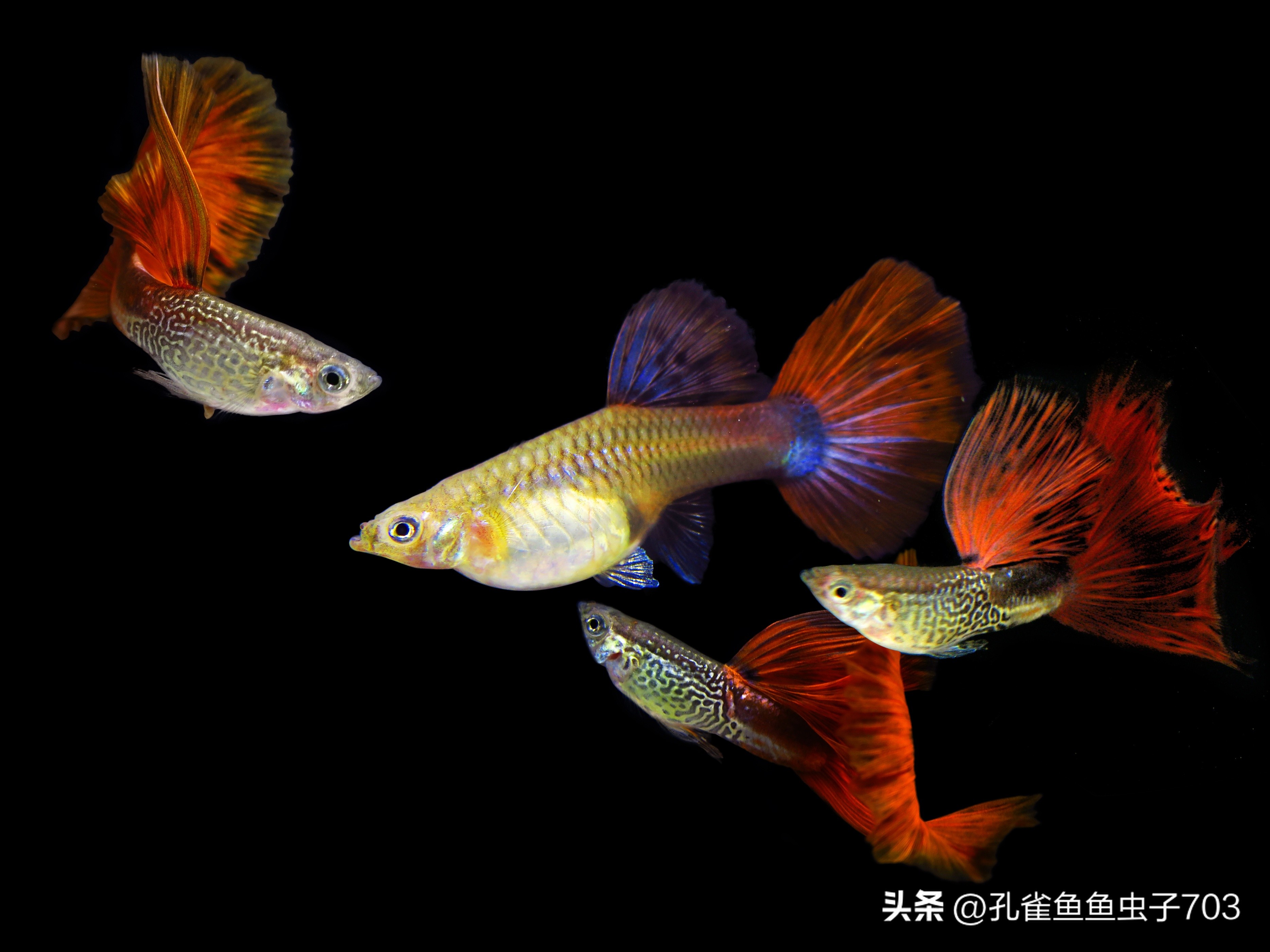 孔雀鱼亚成鱼公母区分_孔雀鱼2月龄公母识别_孔雀鱼胎斑异常的诊断