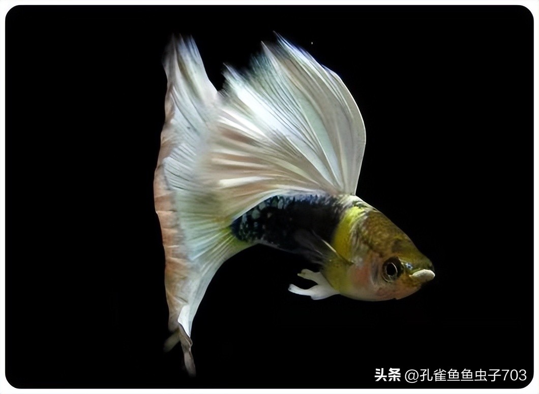孔雀鱼2月龄公母识别_孔雀鱼胎斑异常的诊断_孔雀鱼亚成鱼公母区分