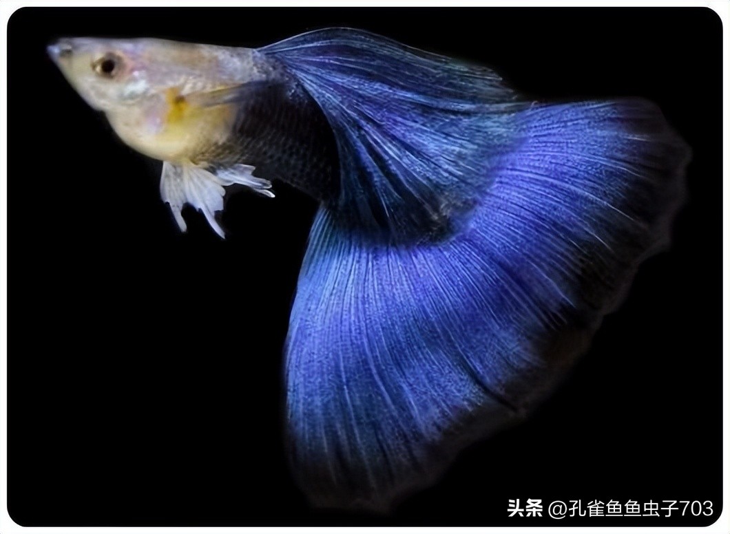 孔雀鱼胎斑异常的诊断_孔雀鱼亚成鱼公母区分_孔雀鱼2月龄公母识别