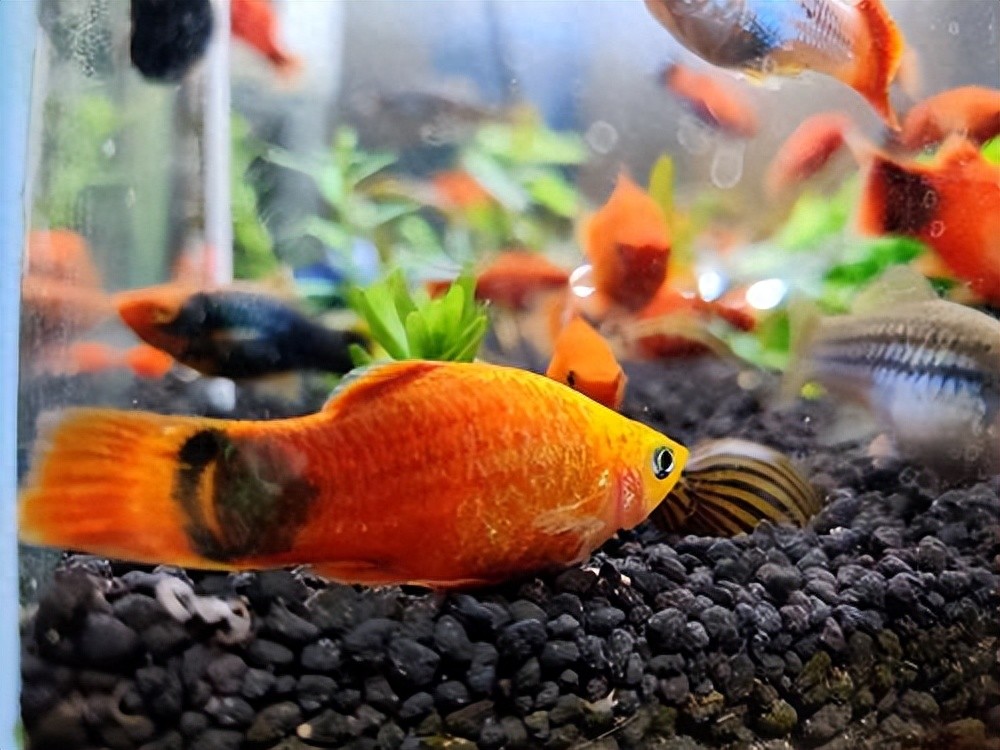 观赏鱼怎么分公母你知道吗？分享常见观赏鱼分辨雌雄的方法！-派特超人-宠物