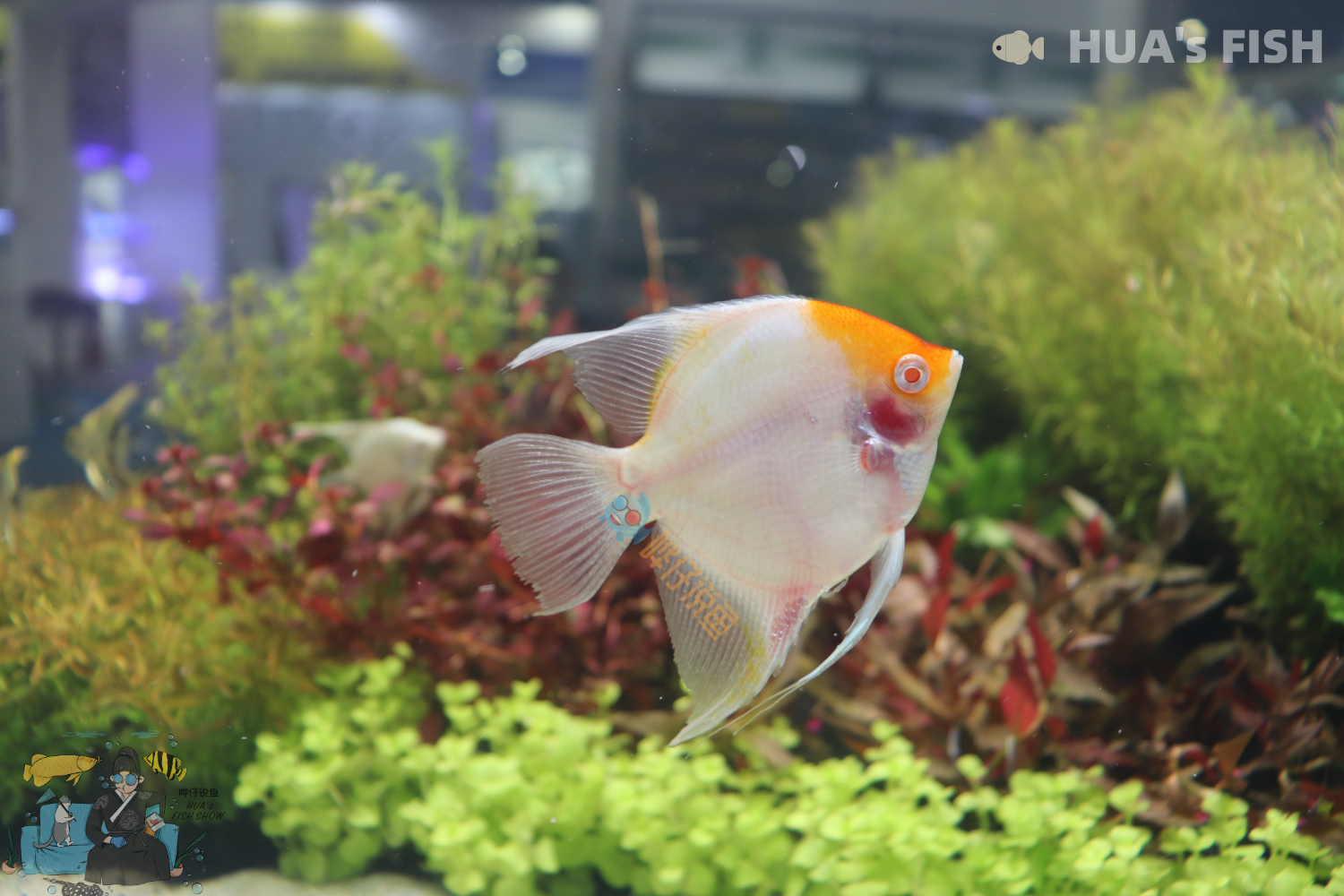 观赏鱼闭口不食原因分析_观赏鱼药物过敏的识别_观赏鱼食欲不振解决方法
