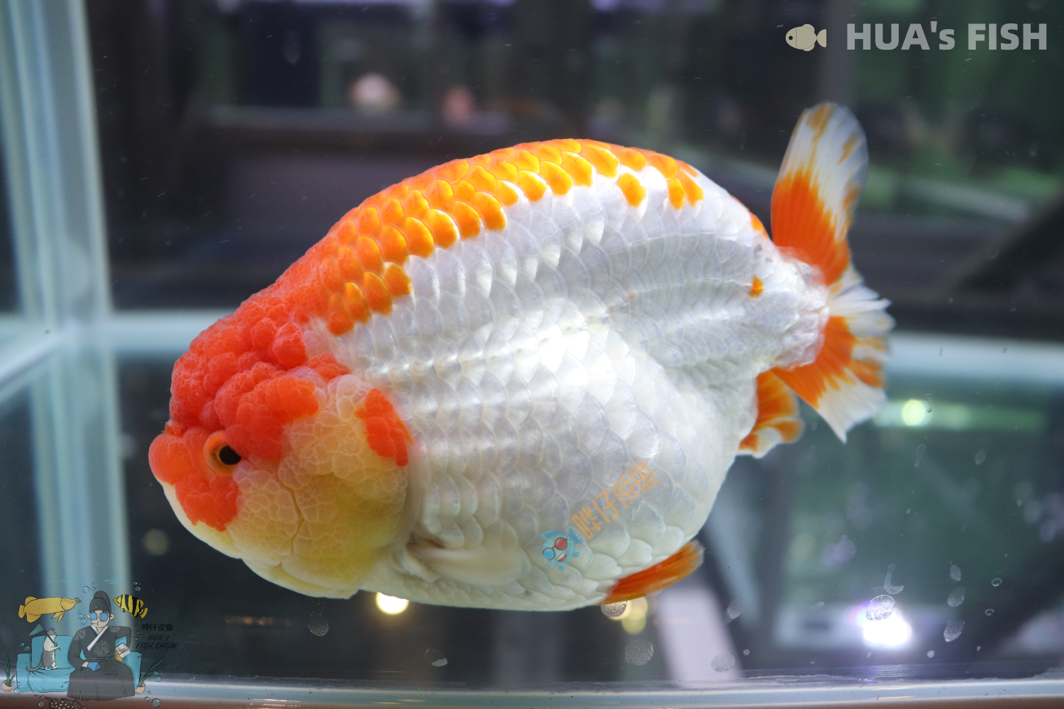 观赏鱼闭口不食原因分析_观赏鱼食欲不振解决方法_观赏鱼药物过敏的识别