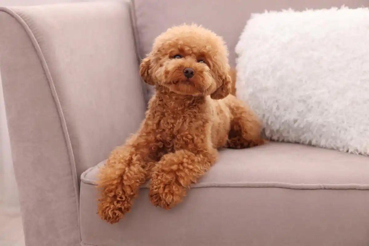 泰迪犬视力下降原因_泰迪犬遗传性眼病治疗_狗狗突然失明？青光眼和视网膜脱落