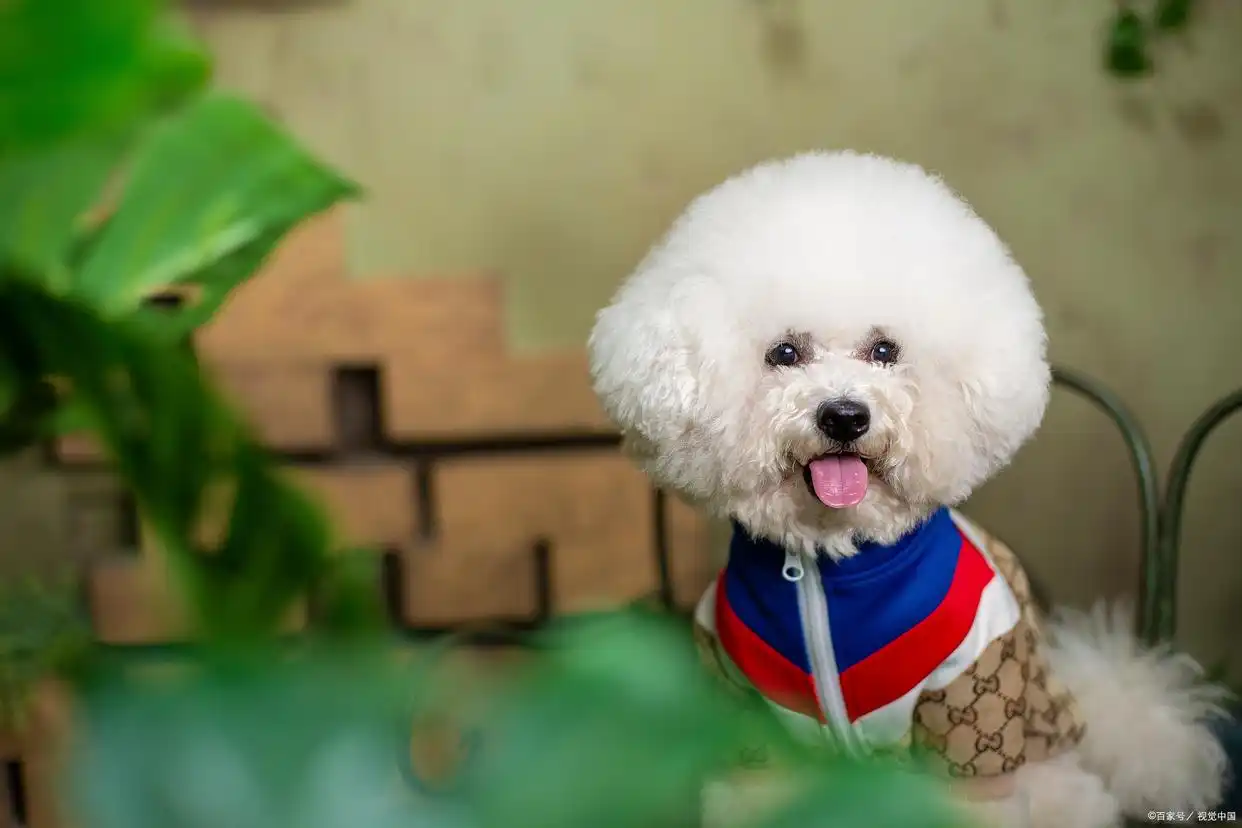 狗狗突然失明？青光眼和视网膜脱落_泰迪犬视力下降原因_泰迪犬遗传性眼病治疗