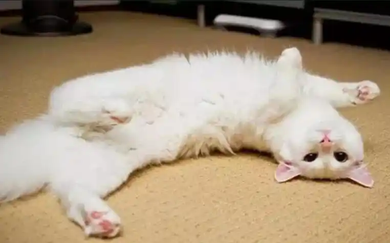 猫咪敏感区抚摸指南_撸猫最佳部位_猫咪最喜欢的抚摸方式