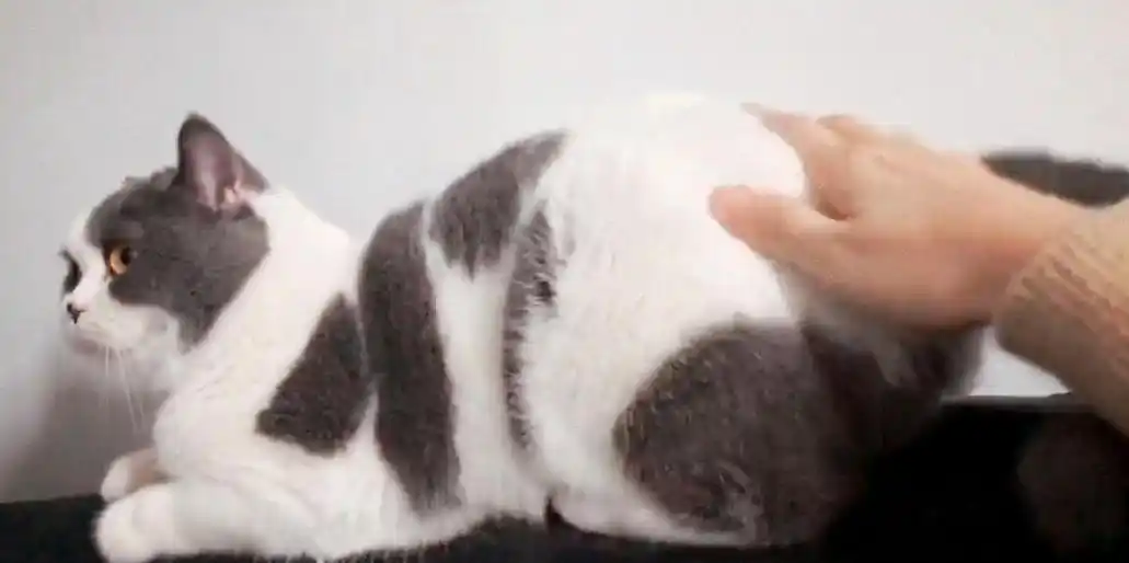 猫咪最喜欢的抚摸方式_猫咪敏感区抚摸指南_撸猫最佳部位