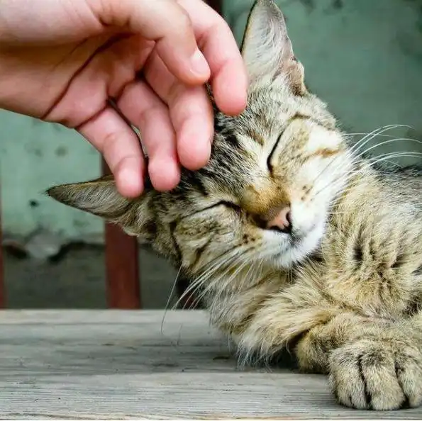 猫咪最喜欢的抚摸方式_猫咪敏感区抚摸指南_撸猫最佳部位