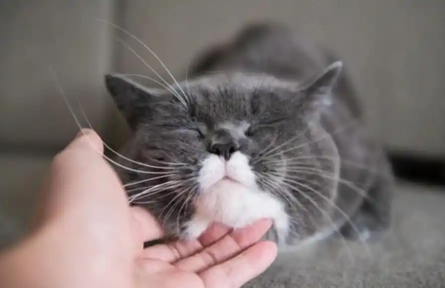 撸猫最佳部位_猫咪敏感区抚摸指南_猫咪最喜欢的抚摸方式