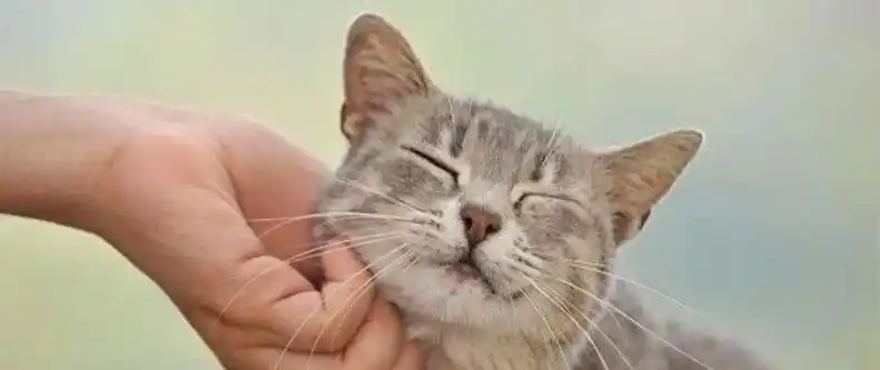 猫咪最喜欢的抚摸方式_猫咪敏感区抚摸指南_撸猫最佳部位