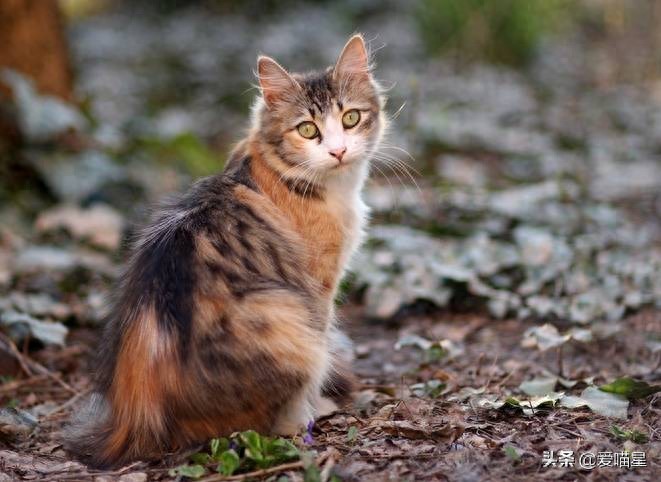 猫叫声含义_猫咪打呼噜不一定是舒服也可能是呼吸道问题_喵奥叫声含义