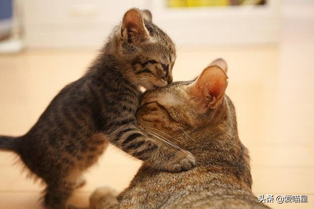 猫咪打呼噜不一定是舒服也可能是呼吸道问题_猫叫声含义_喵奥叫声含义
