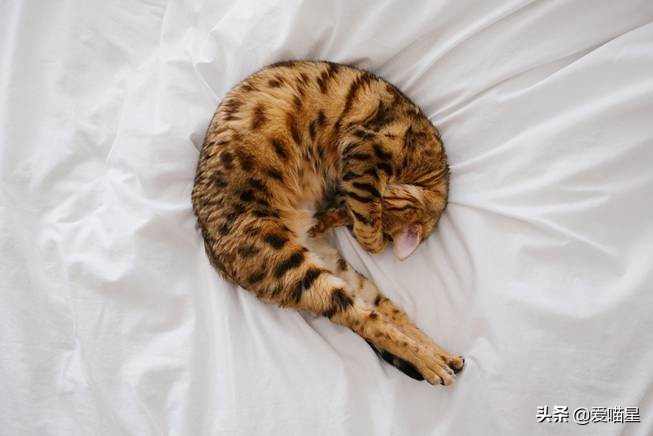 猫咪打呼噜不一定是舒服也可能是呼吸道问题_猫叫声含义_喵奥叫声含义