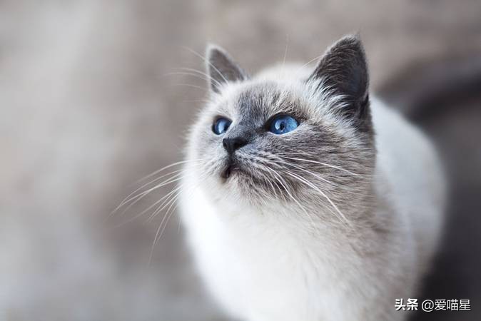 喵奥叫声含义_猫叫声含义_猫咪打呼噜不一定是舒服也可能是呼吸道问题