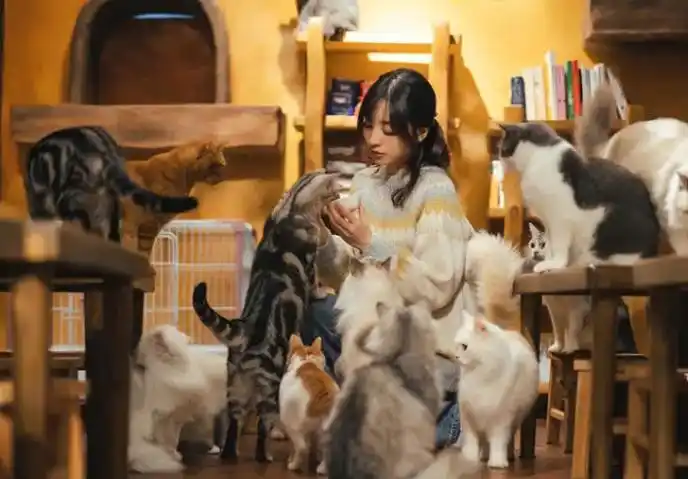 猫咪撸猫技巧_猫咪最喜欢的抚摸方式_猫咪喜欢被摸的部位