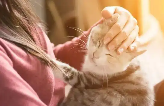 猫咪撸猫技巧_猫咪最喜欢的抚摸方式_猫咪喜欢被摸的部位