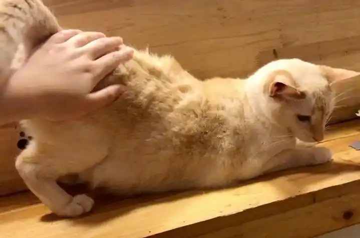 猫咪最喜欢的抚摸方式_猫咪喜欢被摸的部位_猫咪撸猫技巧