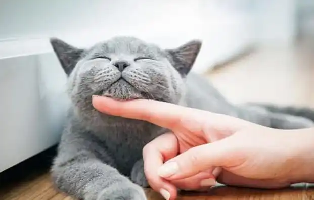 猫咪最喜欢的抚摸方式_猫咪喜欢被摸的部位_猫咪撸猫技巧