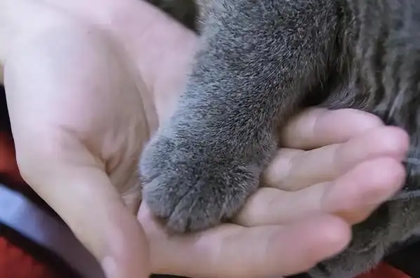 猫咪最喜欢的抚摸方式_猫咪撸猫技巧_猫咪喜欢被摸的部位
