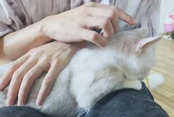 猫咪最喜欢的抚摸方式_猫咪撸猫技巧_猫咪喜欢被摸的部位