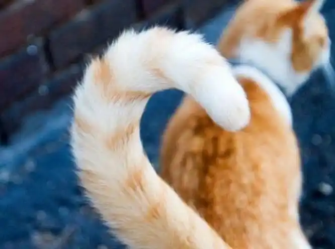 猫咪喜欢被摸的部位_猫咪撸猫技巧_猫咪最喜欢的抚摸方式