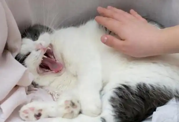 猫咪撸猫技巧_猫咪喜欢被摸的部位_猫咪最喜欢的抚摸方式
