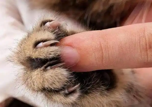 猫咪撸猫技巧_猫咪最喜欢的抚摸方式_猫咪喜欢被摸的部位
