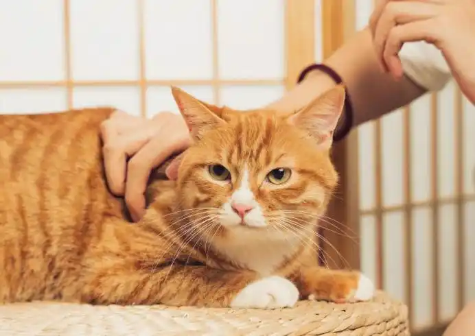 猫咪撸猫技巧_猫咪喜欢被摸的部位_猫咪最喜欢的抚摸方式