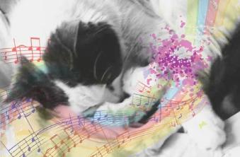 猫科动物音乐_猫咪音乐疗愈效果_宠物SPA中的音乐疗法应用