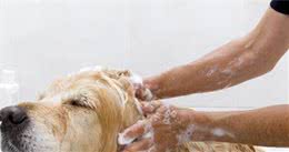 省钱大攻略，原来宠物店是这样给狗狗洗澡的，6个步骤一学便会-派特超人-宠物