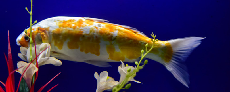 鱼能记住主人吗，怎么训练鱼互动-派特超人-宠物