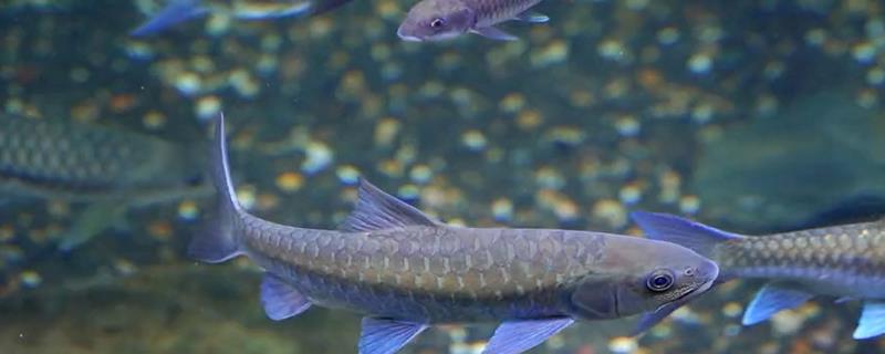 鱼能记住主人吗，鱼类本身是不会认主人的-派特超人-宠物