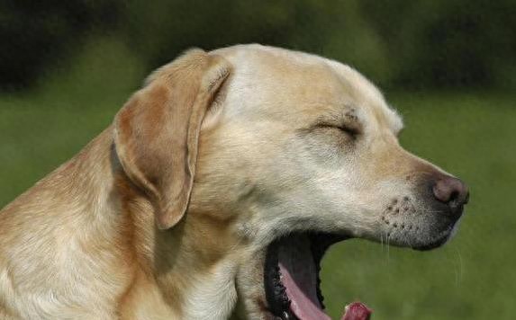 狗狗打哈欠藏着啥秘密?6个真相让你大吃一惊!-派特超人-宠物