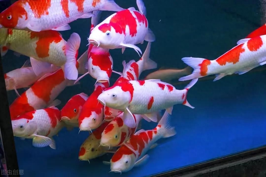观赏鱼长途运输的防病要点_交叉感染水族行业_观赏鱼交叉感染原因