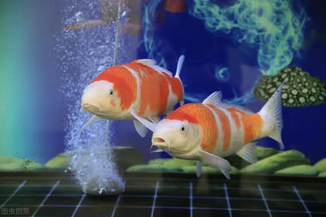 交叉感染水族行业_观赏鱼长途运输的防病要点_观赏鱼交叉感染原因