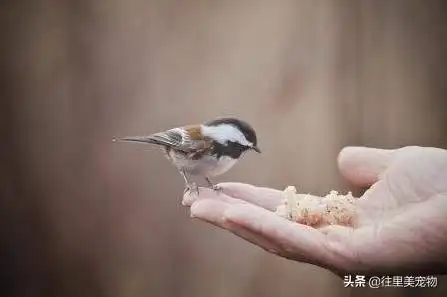一、出壳至一周以内的雏鸟人工哺育-派特超人-宠物