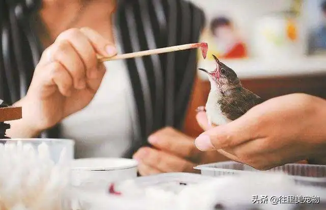 不同年龄段鸟类的饮食差异_人工育雏技术要点_宠物鸟人工哺育方法
