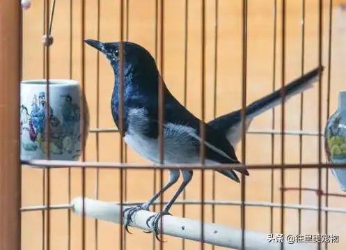 不同年龄段鸟类的饮食差异_人工育雏技术要点_宠物鸟人工哺育方法