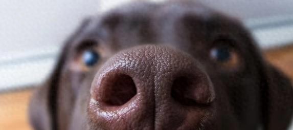 狗狗频打哈欠舔嘴唇,它在喊难受,你却以为只是困了?-派特超人-宠物