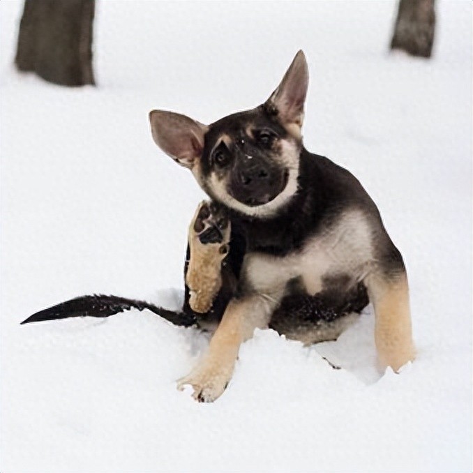 遇到宠物秋冬季过敏症,可以这么做!-派特超人-宠物