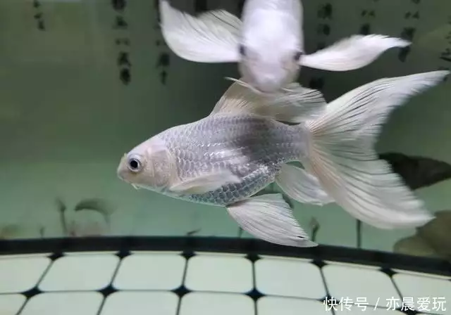 治疗很多观赏鱼病,下药是最低端的治疗手法,不要以为多么高明-派特超人-宠物