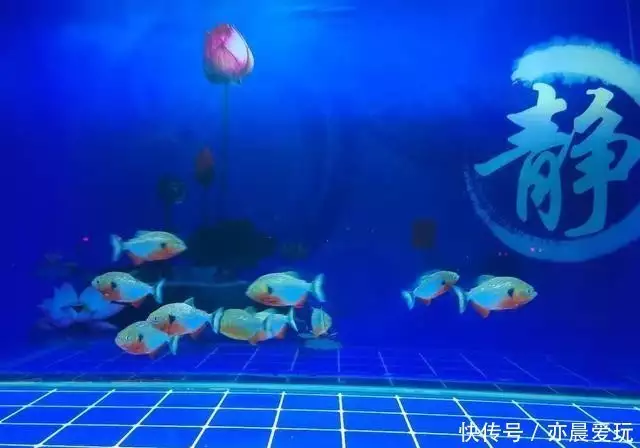 观赏鱼心理疾病自愈方法_观赏鱼疾病治疗不当_观赏鱼药物过敏的识别