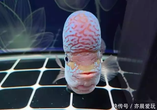 观赏鱼疾病治疗不当_观赏鱼心理疾病自愈方法_观赏鱼药物过敏的识别