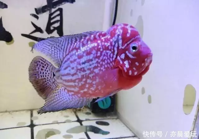 观赏鱼疾病治疗不当_观赏鱼心理疾病自愈方法_观赏鱼药物过敏的识别