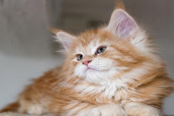 猫咪过度舔毛可能是压力或皮肤病_猫咪应激反应_猫咪应激症状