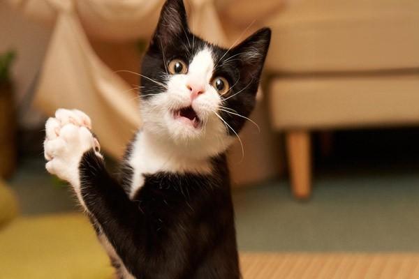 猫咪应激症状_猫咪应激反应_猫咪过度舔毛可能是压力或皮肤病