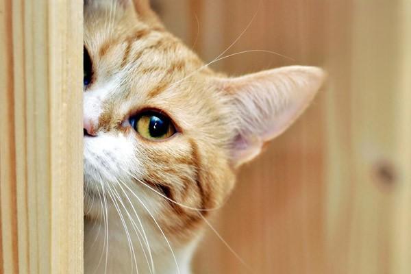 猫咪应激反应_猫咪应激症状_猫咪过度舔毛可能是压力或皮肤病