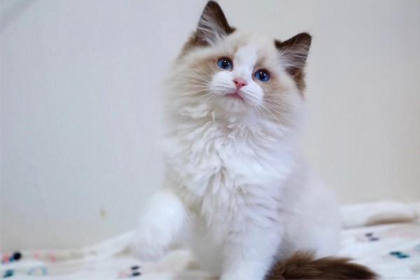 猫咪应激反应_猫咪应激症状_猫咪过度舔毛可能是压力或皮肤病