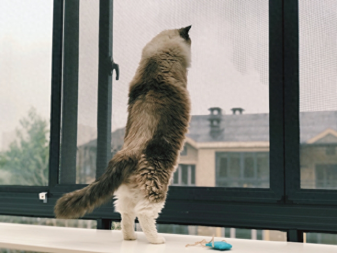窗外飞来了什么?竟让布偶猫爬上窗台一起玩耍-派特超人-宠物